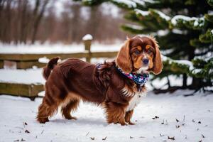 Portrait of a beautiful dog breed American Cocker Spaniel. A beautiful Cavalier King Charles Spaniel dog in the park. photo