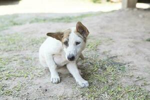 Asia dog laydown on land and looking something and friendly, tin pet of animal photo