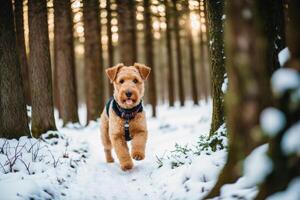 Portrait of a beautiful Airedale Terrier dog in the park. photo