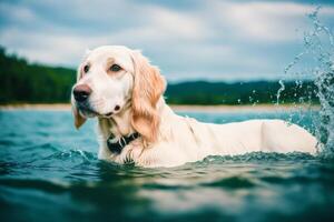 Portrait of a beautiful English Setter dog in the park. photo