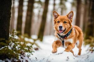 Portrait of a beautiful dog in the park. Aidi. Welsh Corgi dog. photo