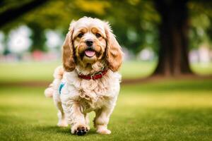 Portrait of a beautiful dog breed American Cocker Spaniel. A beautiful Cavalier King Charles Spaniel dog in the park. photo