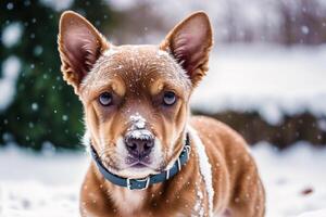 Portrait of a dog on a background of blue sky. photo