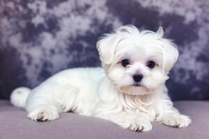 Cute Jack Russell Terrier. Portrait of a beautiful Jack Russell Terrier dog playing in the park. photo