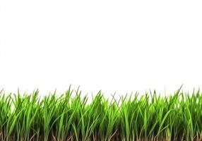 Grass isolated on white background. photo