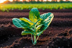 Close up of fresh green lettuce plant growing in organic vegetable garden. Vegetarian food. Vegetarianism and healthy eating. healthy food concept. photo