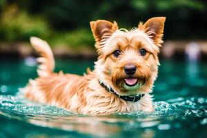 Portrait of a cute Yorkshire Terrier dog in the park. photo