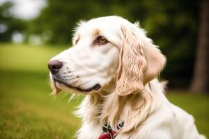 Portrait of a beautiful English Setter dog in the park. photo