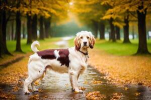 Portrait of a beautiful English Setter dog in the park. photo