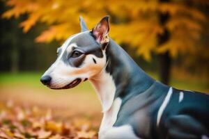 Cute Greyhound. Portrait of a beautiful Greyhound dog playing in the park. photo