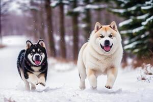 Portrait of a beautiful Japanese Akita dog in the park. photo