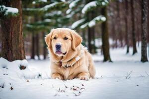 Cute Golden Retriever. Portrait of a beautiful Golden Retriever dog playing in the park. photo