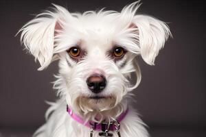 Portrait of a Cute West Highland White Terrier dog standing on the road in the park. Yorkshire Terrier. photo