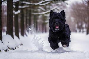 Portrait of a Cute Black Russian Terrier dog in the park. photo