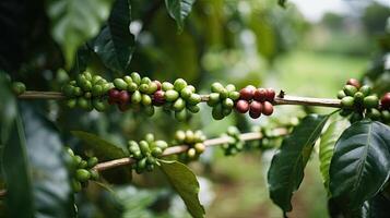Coffee tree with red coffee beans on coffee plantation. photo