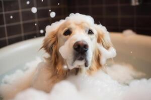 Washing pet. Cute dog in bath with shampoo foam. photo