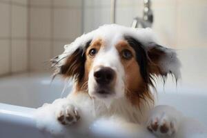 Washing pet. Cute dog in bath with shampoo foam. photo