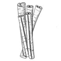 Cinnamon Seasoning Sticks, vector isolated black and white sketch illustration.