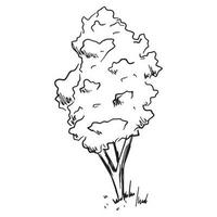 Vector isolated illustration of a sketch tree with foliage.