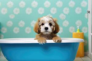 Washing pet. Cute dog in bath on blue background. photo