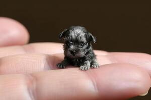 Small dog sitting on owner palm. photo