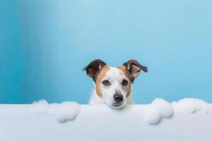 Washing pet. Cute dog in bath on blue background. photo