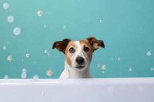 Washing pet. Cute dog in bath on blue background. photo