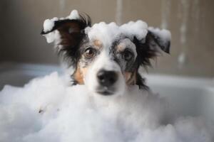 Washing pet. Cute dog in bath with shampoo foam. photo