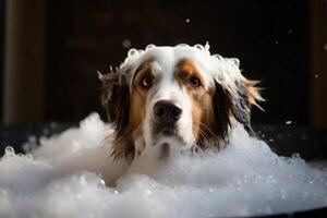 Washing pet. Cute dog in bath with shampoo foam. photo