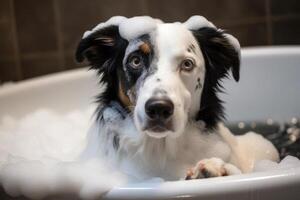 Washing pet. Cute dog in bath with shampoo foam. photo