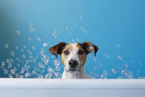 Washing pet. Cute dog in bath on blue background. photo