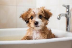 Lavado mascota. linda perro en bañera con champú espuma. generativo ai foto