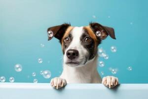 Washing pet. Cute dog in bath on blue background. photo