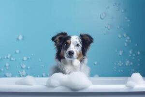 Washing pet. Cute dog in bath on blue background. photo