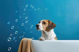 Washing pet. Cute dog in bath on blue background. photo