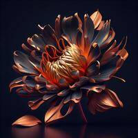 Beautiful flower of chrysanthemum on a black background, Image photo