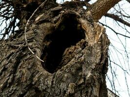 un hueco en el maletero de un árbol, el textura de el ladrar. antiguo árbol hueco en el maletero antiguo ladrar palo fierro, mamisia F o en latín celtas yo foto