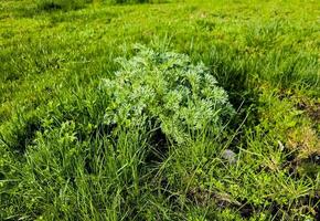 primer plano de artemisia annua de ajenjo dulce de cultivo fresco, annie dulce, pastos de artemisa anuales en el campo salvaje, planta medicinal de artemisinina, fondo de papel tapiz de textura de hojas de hierba verde natural foto