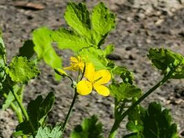 Young green buds and yellow flowers of celandine in spring. The Latin name of the plant is Chelidonium L. The concept of traditional medicine. photo