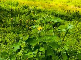 Young green buds and yellow flowers of celandine in spring. The Latin name of the plant is Chelidonium L. The concept of traditional medicine. photo