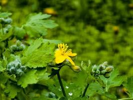 joven verde brotes y amarillo flores de celidonia en primavera. el latín nombre de el planta es quelidonio yo el concepto de tradicional medicamento. foto
