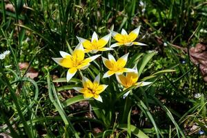 turquestán tulipanes o tulipa turkestanica. delicado primavera flores resumen floral antecedentes. borroso antecedentes. cerca arriba. foto