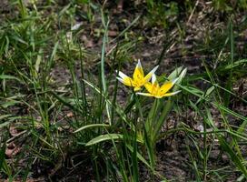 turquestán tulipanes o tulipa turkestanica. delicado primavera flores resumen floral antecedentes. borroso antecedentes. cerca arriba. foto