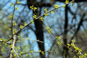 Fresh bright green leaves of Ginkgo biloba L PENDULA on branches in early spring. Branches of a ginkgo tree in the botanical garden of the Dnieper in Ukraine. photo