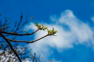 The new growth in spring from Phellodendron sachalinense photo