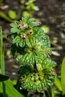 Close up of a pink color Lamium amplexicaule flower bud against a bright nature background. photo