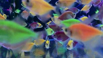 aquarium ornamental fish at low prices and durable. video