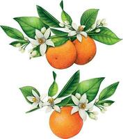 watercolor hand drawn realistic oranges and orange flowers vector