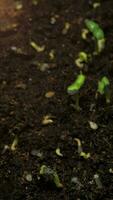 cultivo de sementes subindo do vídeo de lapso de tempo vertical do solo. video