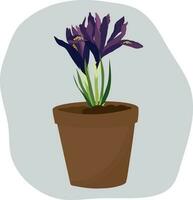 Purple iris flower in a pot. High quality vector illustration.